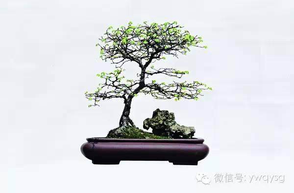 曲园盆景是成长在盆景之乡南通的一枝艺术奇葩