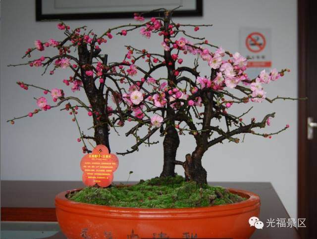 2015第十四届苏州梅花盆景展【图】