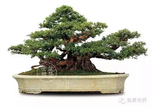盆景欣赏关于岭南盆景的创新 图片