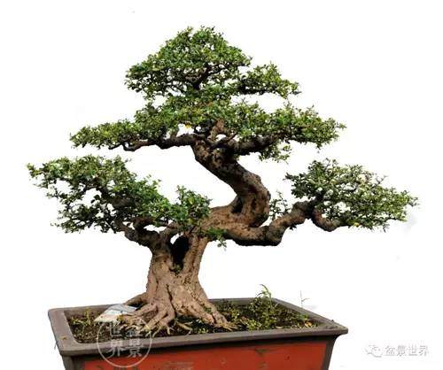 盆景欣赏关于岭南盆景的创新 图片