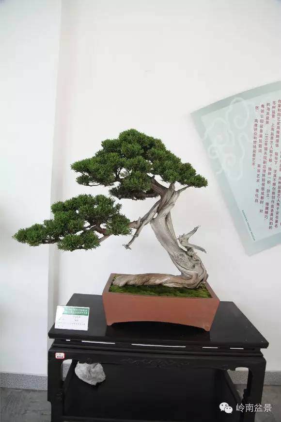 崖柏盆景为啥如此珍贵 10个崖柏难活2个 图片