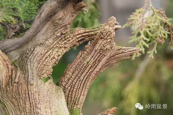 崖柏盆景为啥如此珍贵 10个崖柏难活2个 图片