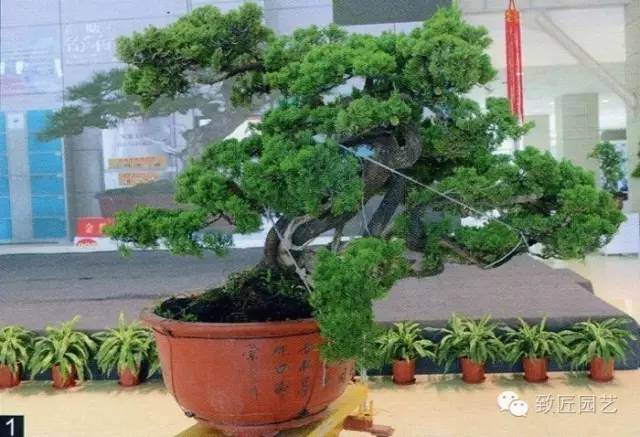 大师现场教学-真柏盆景制作教学