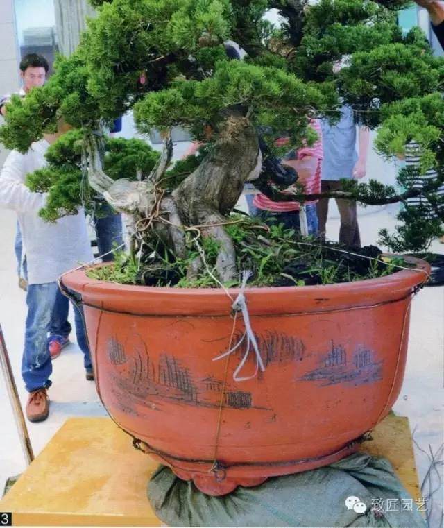 大师现场教学-真柏盆景制作教学