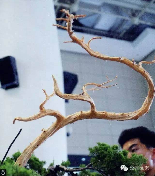 大师现场教学-真柏盆景制作教学