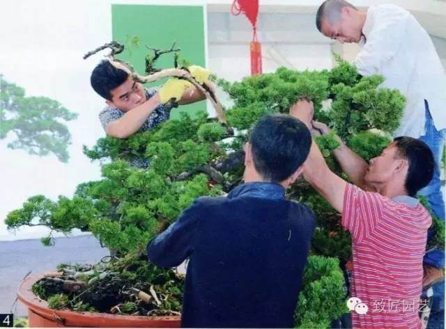 大师现场教学-真柏盆景制作教学