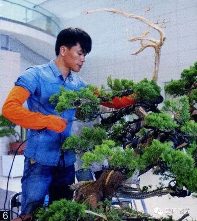 大师现场教学-真柏盆景制作教学