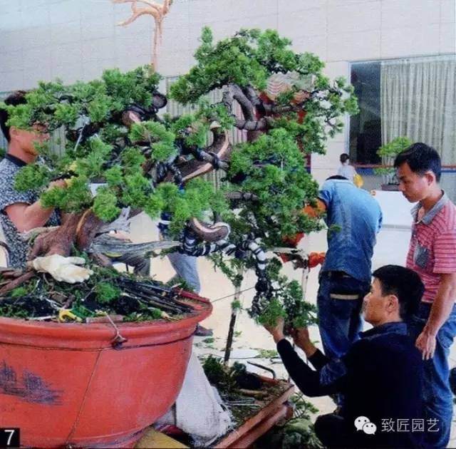 大师现场教学-真柏盆景制作教学