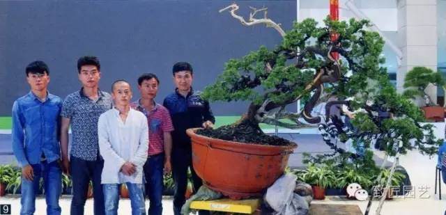 大师现场教学-真柏盆景制作教学