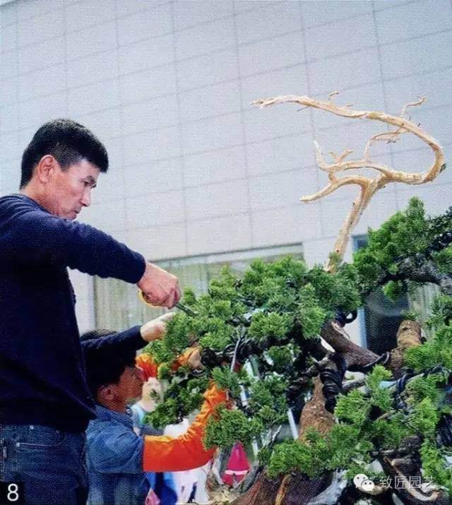 大师现场教学-真柏盆景制作教学