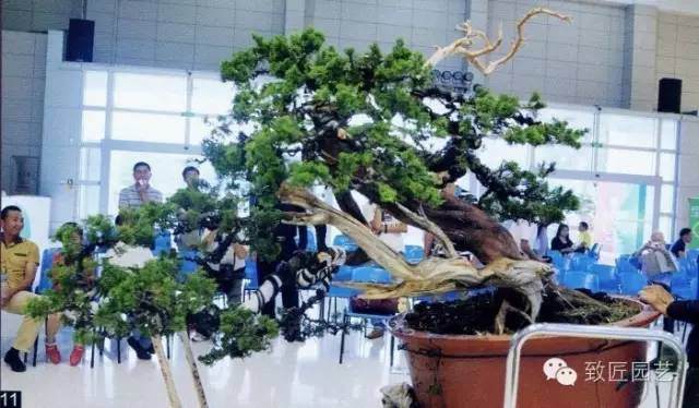 大师现场教学-真柏盆景制作教学