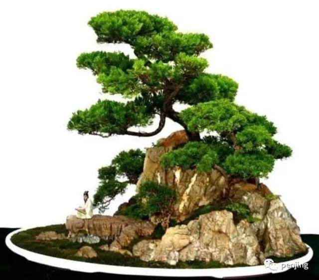 王选民在鸿江盆景园座谈盆景之道 图片