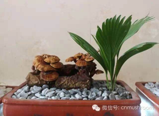 灵芝盆景现身越南河内 赢得消费者青睐【图】