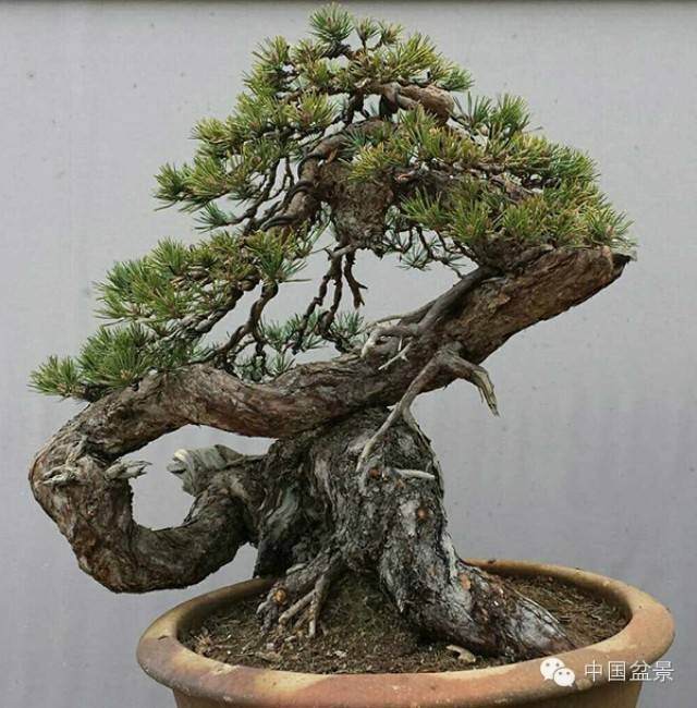 意大利罗马盆友石中泉樟子松盆景维护制作实景【图解】