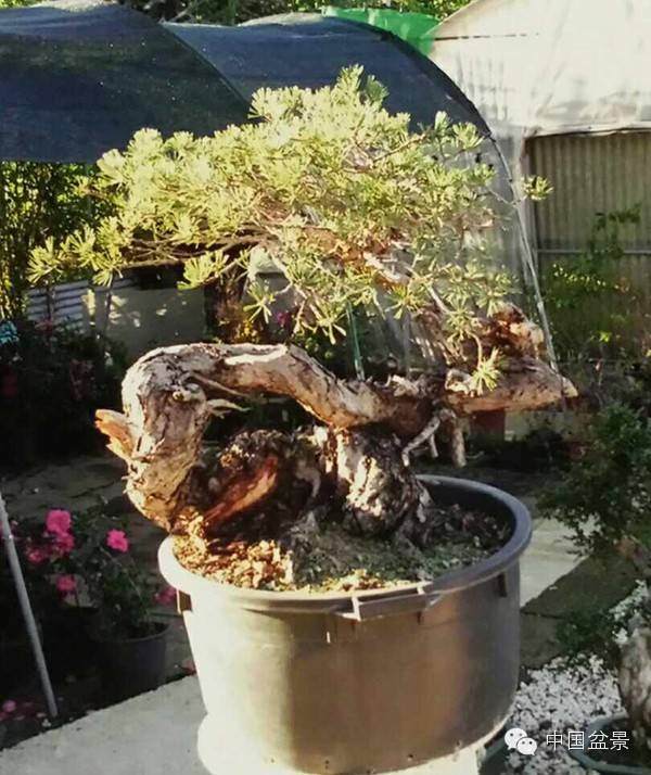 图解 樟子松盆景怎么维护制作的实景