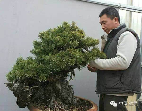 图解 樟子松盆景怎么维护制作的实景