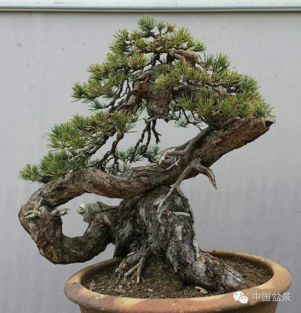 图解 樟子松盆景怎么维护制作的实景