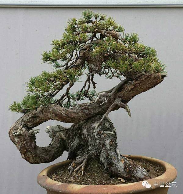 图解 樟子松盆景怎么维护制作的实景