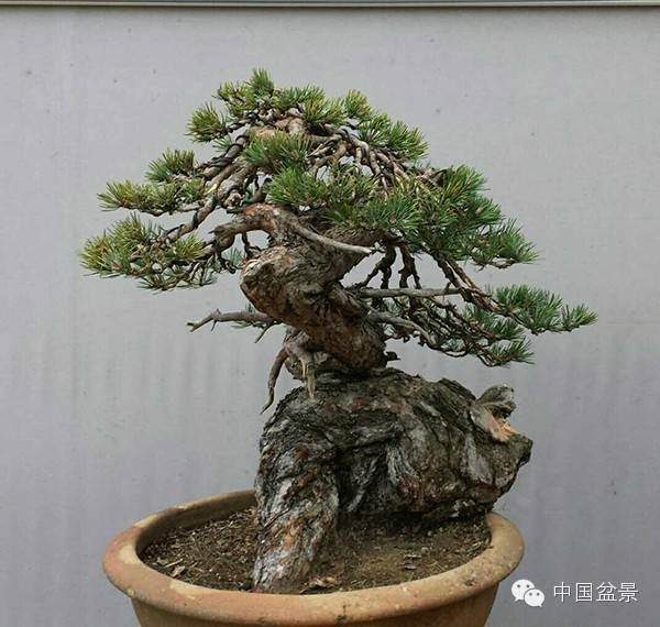 意大利罗马盆友石中泉樟子松盆景维护制作实景【图解】