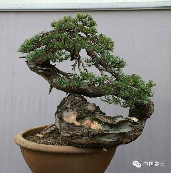 图解 樟子松盆景怎么维护制作的实景