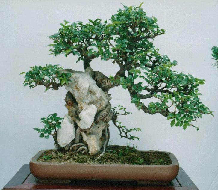 要积极支持发展盆景、造型植物生产企业【图】