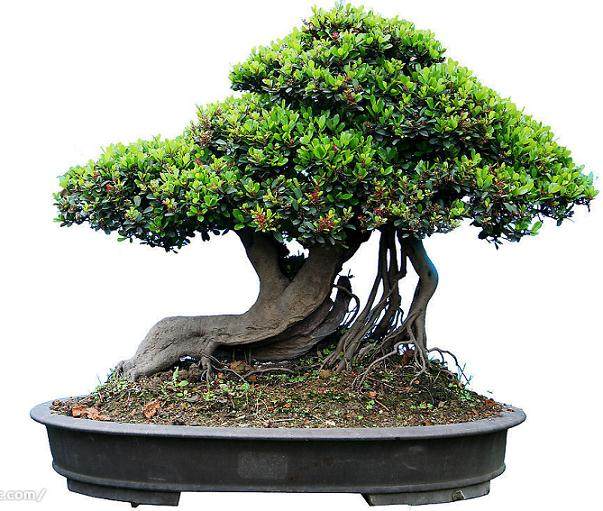 发展国家重点盆景文化示范基地【图】