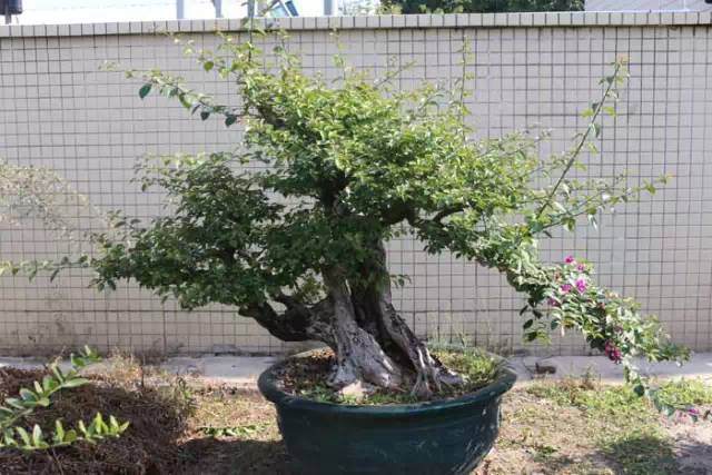 80高龄老人因年老体弱无力照顾盆景 现忍痛出让