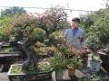 80高龄老人因年老体弱无力照顾盆景 现忍痛出让