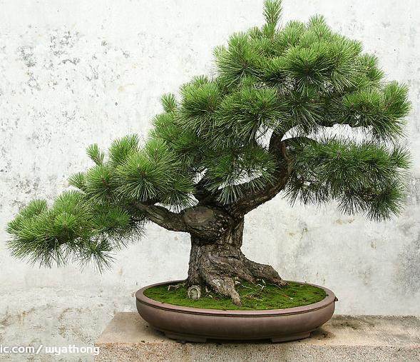 2014年昆明.斗南中国盆景精品展金奖【图】