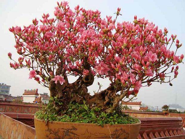 双林镇大大小小的盆景园里,数万盆杜鹃吐蕊绽蕾【图】