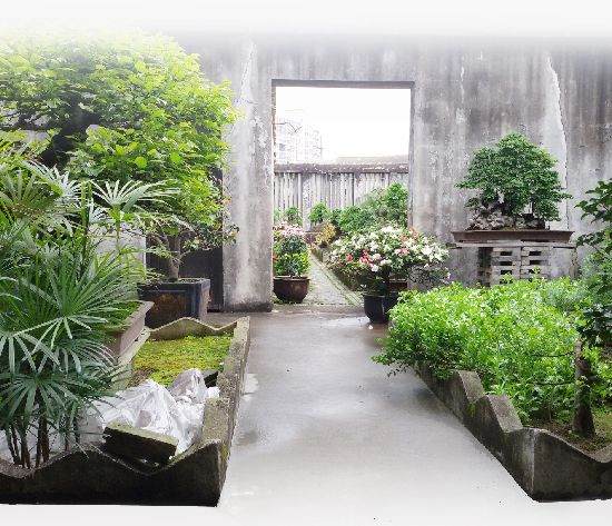 胡春方和他的盆景世界