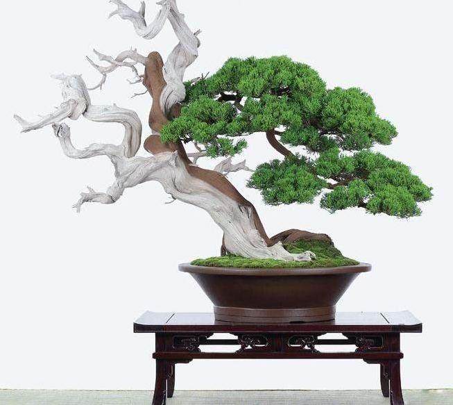 黑松盆景首次上盆时配土和栽植有哪些要求？【图解】