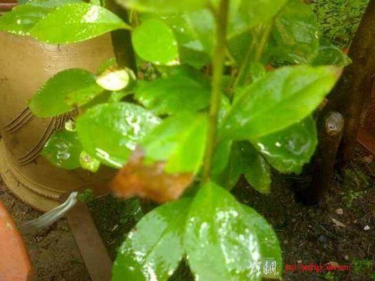 映山红盆景叶子 出现半边焦黄状