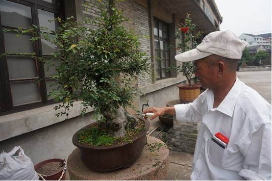 盆景榆树筑鸟窝发现四只小鸟，奇！【图】