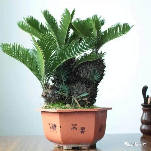 铁树枯黄病的防治方法