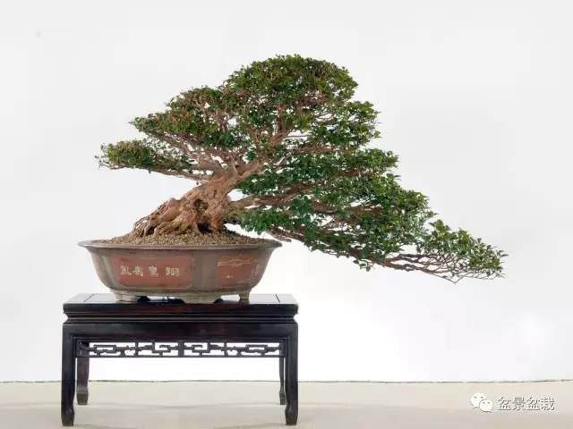 赤楠盆景的制作与养护【图解】