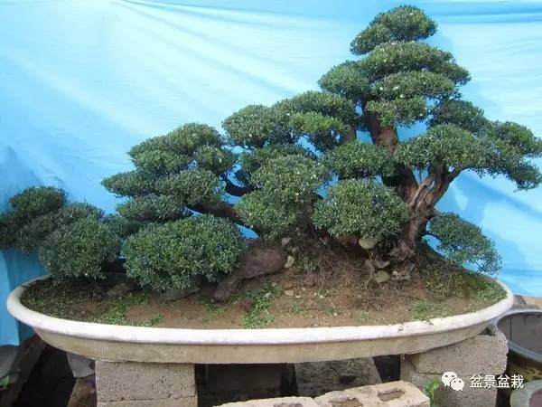 赤楠老桩盆景怎么发芽制作与养护 图片