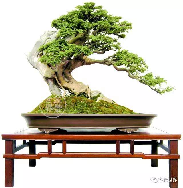 从诗情画意谈中国盆景特质