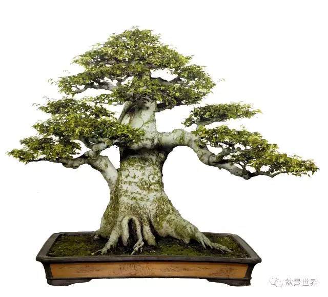 从诗情画意谈中国盆景特质