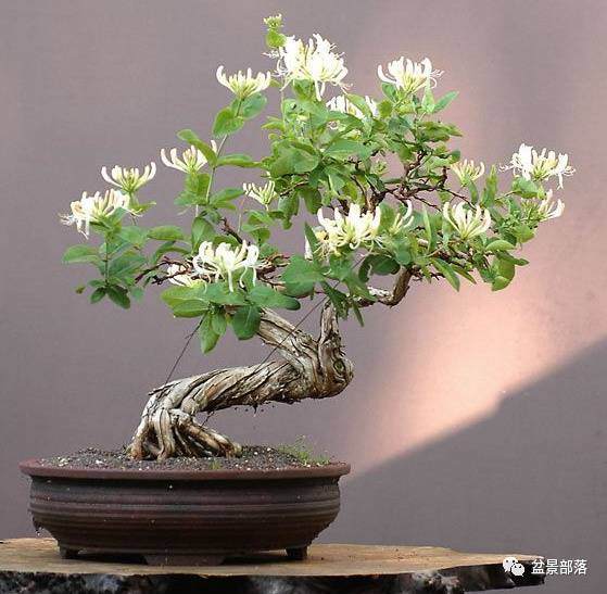 在盆景造型中如何应用一寸三弯，枝无寸直，见枝蟠枝等方法