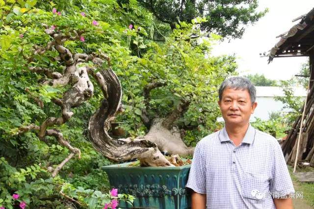 图解 岭南老桩盆景怎样造型制作的方法
