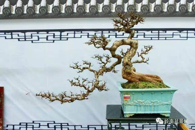 图解 岭南老桩盆景怎样造型制作的方法