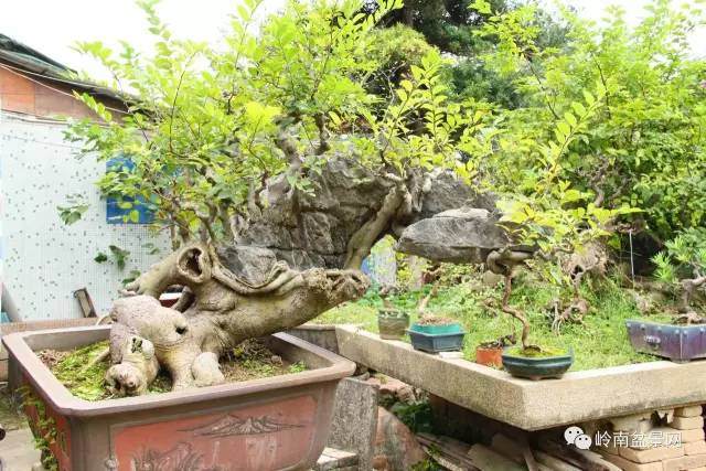 图解 岭南老桩盆景怎样造型制作的方法