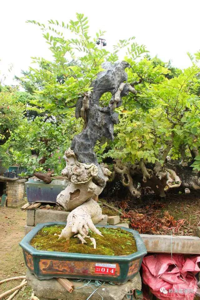 图解 岭南老桩盆景怎样造型制作的方法