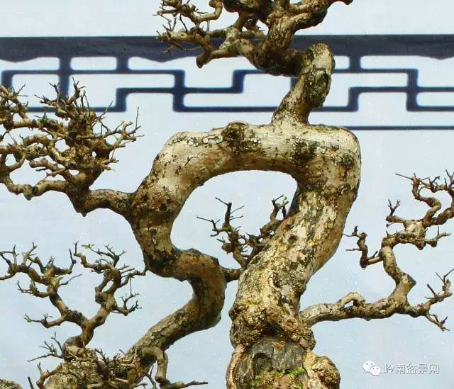 图解 岭南老桩盆景怎样造型制作的方法