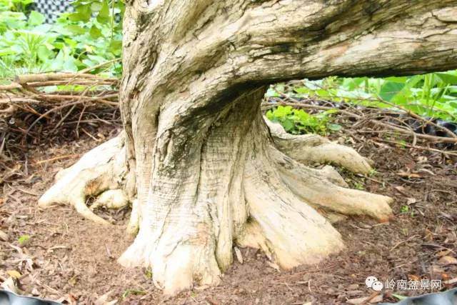图解 岭南老桩盆景怎样造型制作的方法