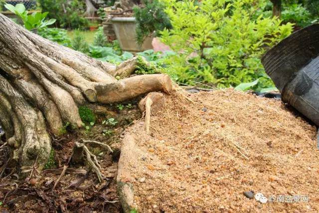 图解 岭南老桩盆景怎样造型制作的方法