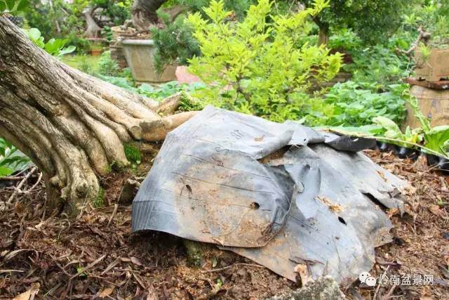 图解 岭南老桩盆景怎样造型制作的方法