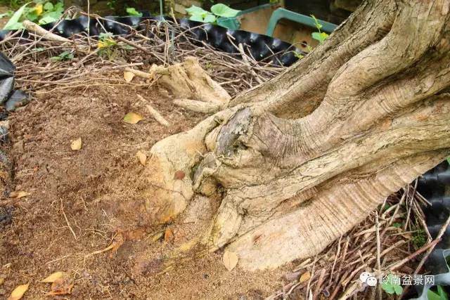 图解 岭南老桩盆景怎样造型制作的方法