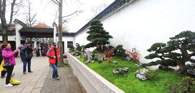 虎丘景区园艺师打造苏派盆景长卷【图】